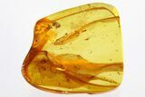 Fossil Ant (Myrmicinae) In Baltic Amber #328147-1
